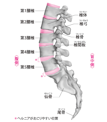 腰椎（ようつい）の構造