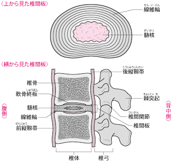 椎間板の構造