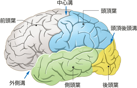 大脳半球外側面