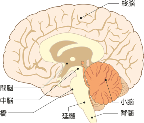 脳の区分（正中断像）