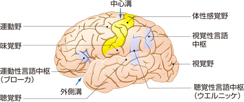 大脳皮質にある機能の局在（諸中枢）