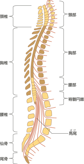 脊髄分節と脊髄神経