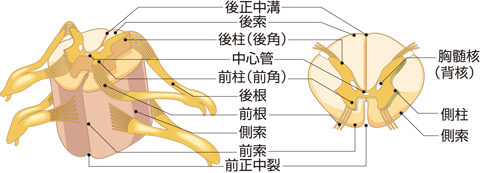 脊髄の構造