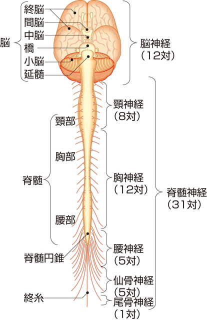 神経系（中枢神経系と末梢神経系）