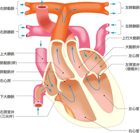 心臓の内腔と血液の流れ