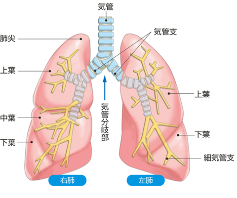 気管・気管支・肺