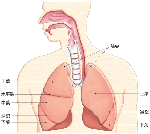 肺の全景