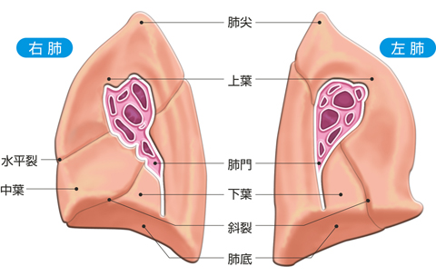 肺の内側面