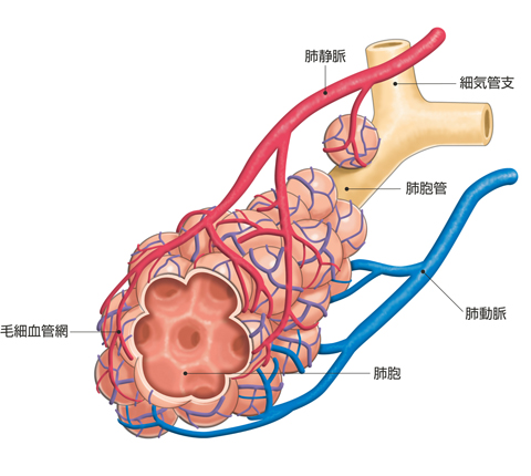 肺の構造（肺小葉）