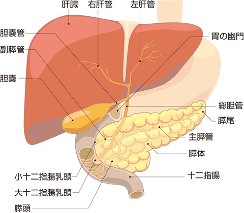 膵臓のつくり・総胆管と膵管の開口部
