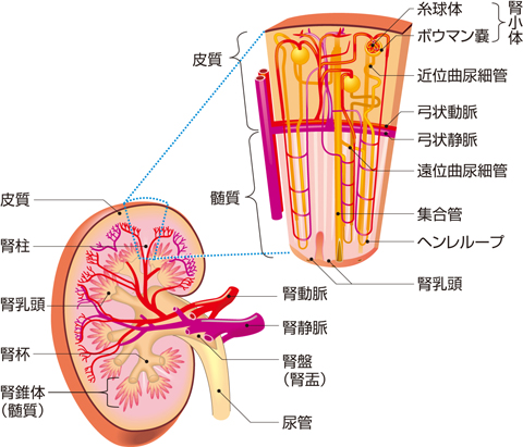 腎臓（断面図）