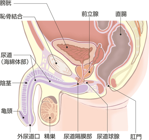 膀胱と尿道（男性）