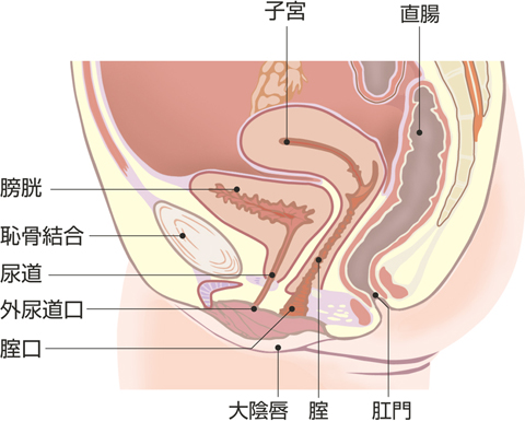 膀胱と尿道（女性）