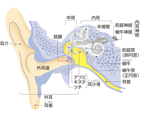 耳の前頭断（平衡聴覚器）