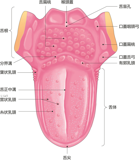 舌の背面