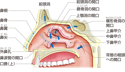 副鼻腔への開口部