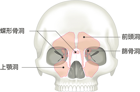 副鼻腔の投影
