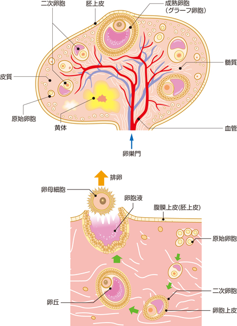 卵巣内での卵胞の発育