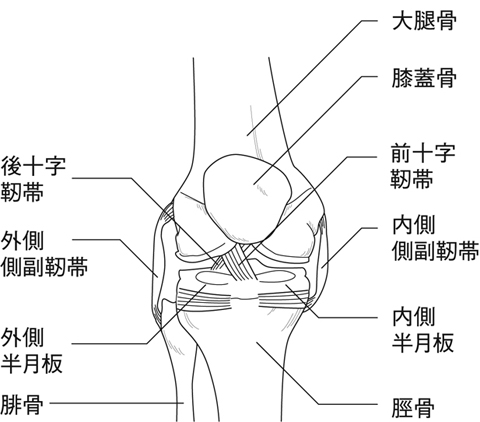 膝靭帯損傷とは 医療総合qlife