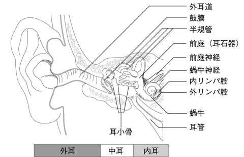 図１　耳の構造
