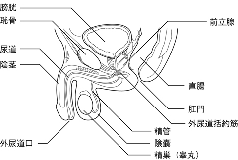 図２　前立腺の位置