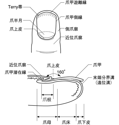 匙型爪甲 スプーン爪 とは 医療総合qlife