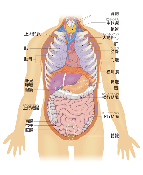 体幹の臓器│からだのしくみを調べる - 医療総合QLife