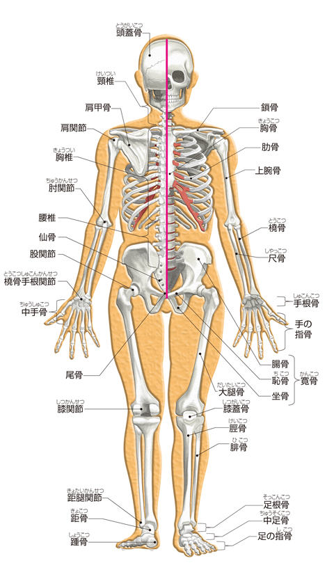 骨格系と筋肉 からだのしくみを調べる 医療総合qlife