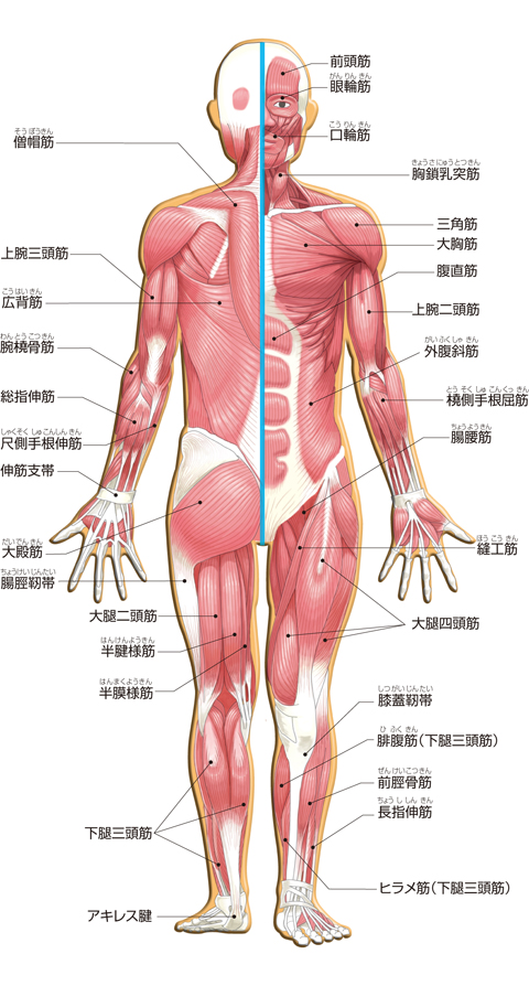 骨格系と筋肉 からだのしくみを調べる 医療総合qlife