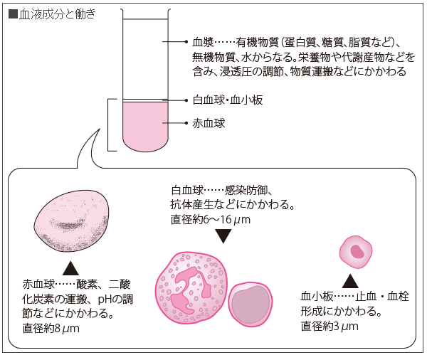 少ない 赤血球