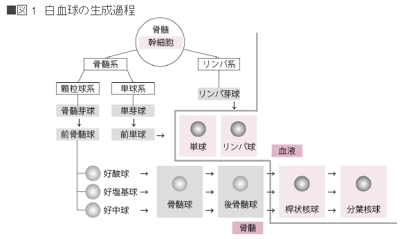 白血球分類とは 病気の検査法を調べる 医療総合qlife