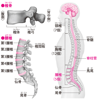 腰部脊柱管狭窄症の特徴｜診断と治療法の決定｜腰部脊柱管狭窄症｜治療と予防｜痛みの原因と治療法－QLife痛み