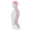 腰部脊柱管狭窄症の特徴