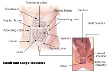 小腸と大腸