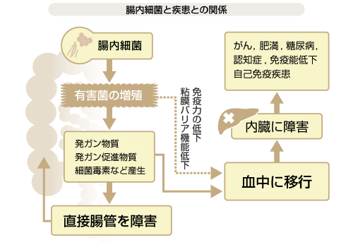 腸内細菌と疾患との関係